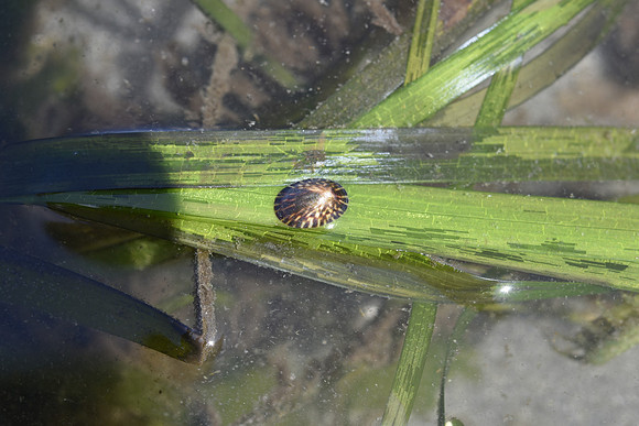 Eel Grass Limpet