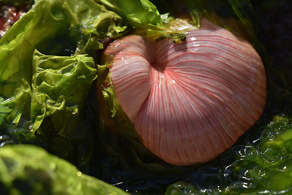 Painted Anemone