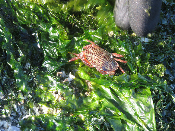 Red Rock Crab