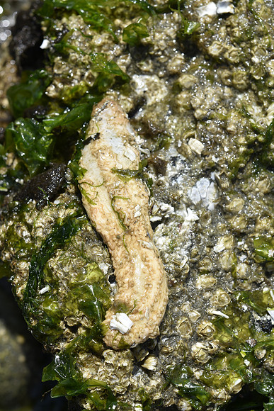 Pale Sea Cucumber