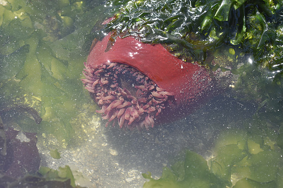 Rose Anemone