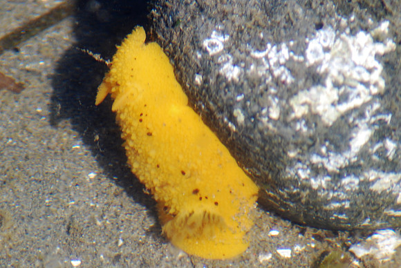 Sea Lemon 2