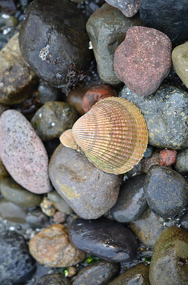 Cockle Shell