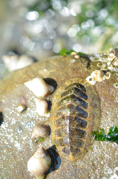 Lined Chiton