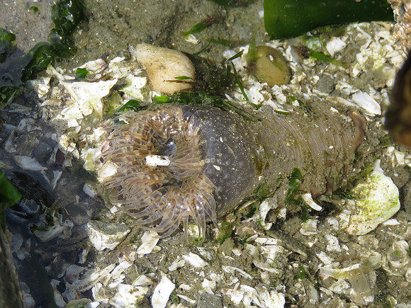 Burrowing Anemone