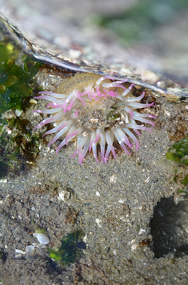 Pink-tipped Anemone