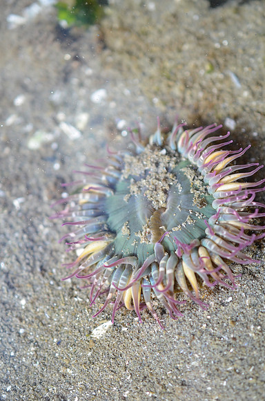 Pink-tipped Anemone
