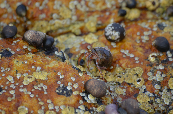 Hermit Crab
