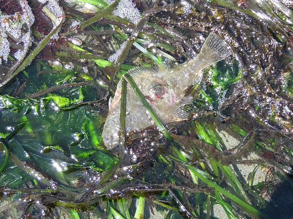Flounder