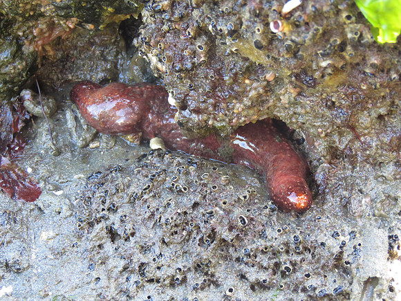 Sea Cucumber