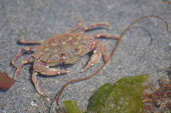 Rock Crab