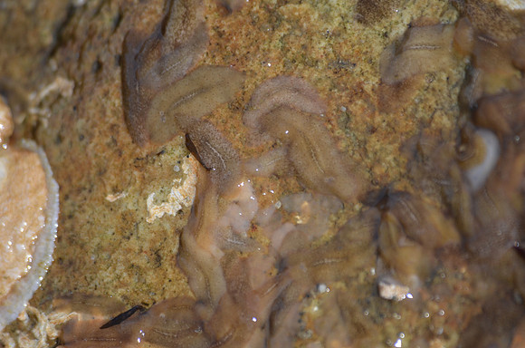 Flatworms