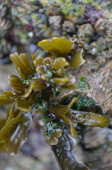 Kelp