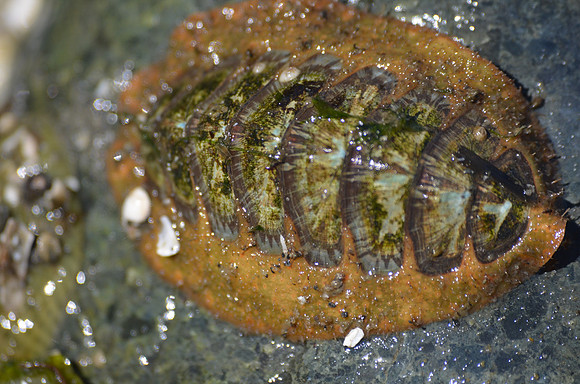 Lined Chiton