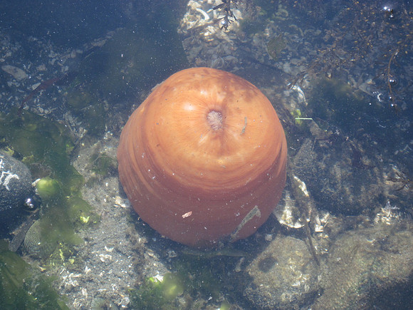Plumose Anemone