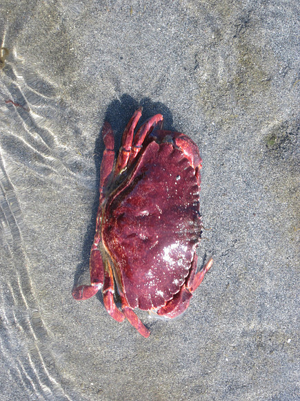 Rock Crab