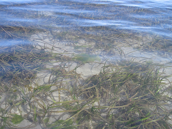Eel Grass