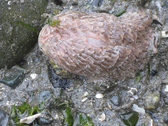 Shaggy Mouse Nudibranch_1743