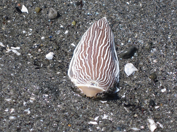 Striped Nudibranch