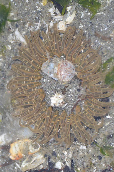 Burrowing Anemone - Moonglow