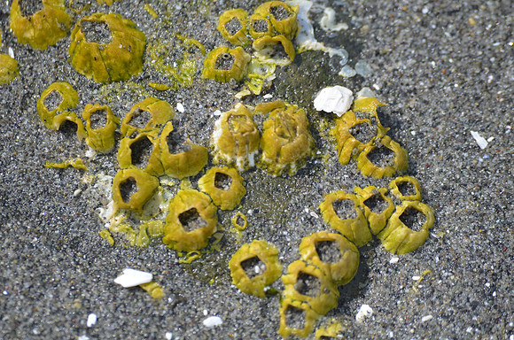 Barnacles (non-living)