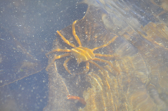 Kelp Crab