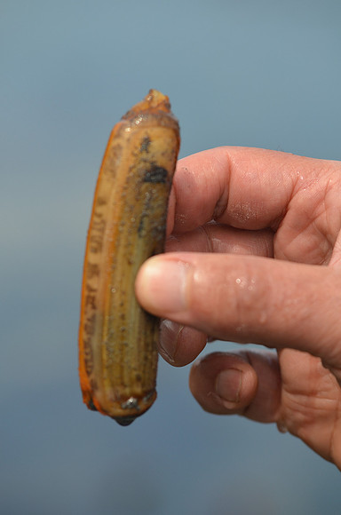 Razor Clam