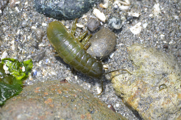 Rockweed Isopod