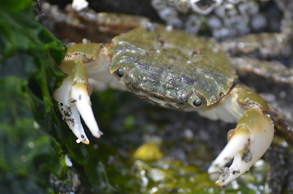 Purple Shore Crab