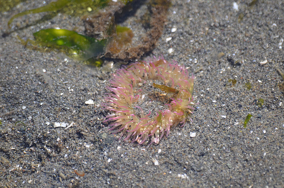 Buried Anemone