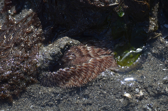 Shaggy mouse Nudibranch 063