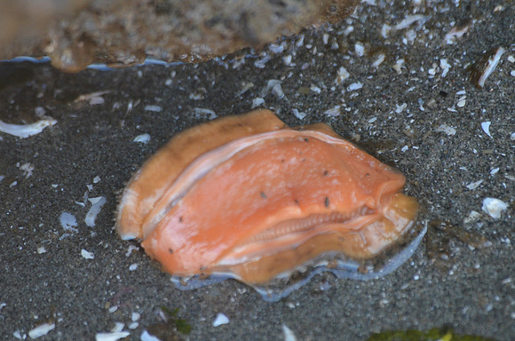 Underside of a Chiton