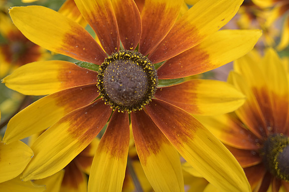 Sunflower yard