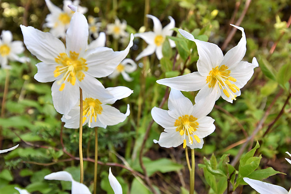Avalanche Lilies