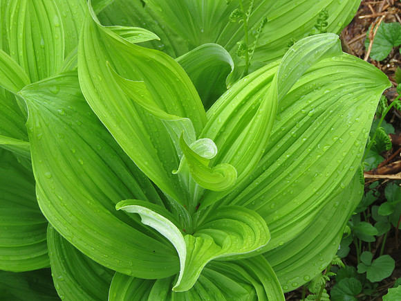 White False Hellebore
