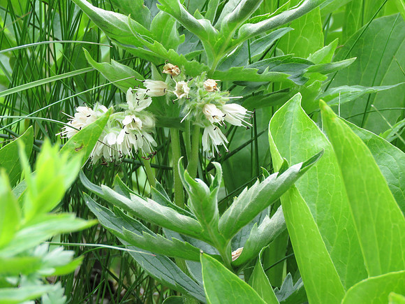 Fendler's Waterleaf