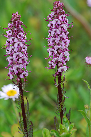 Elephant Pedicularis