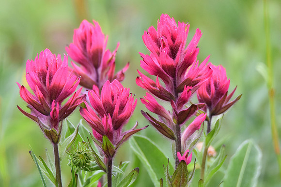 Magenta Paintbrush 4