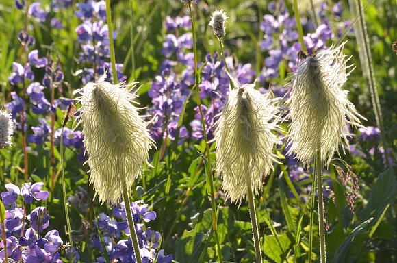 Pasque Flower
