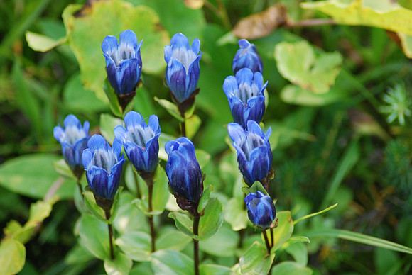 Bog gentian 3