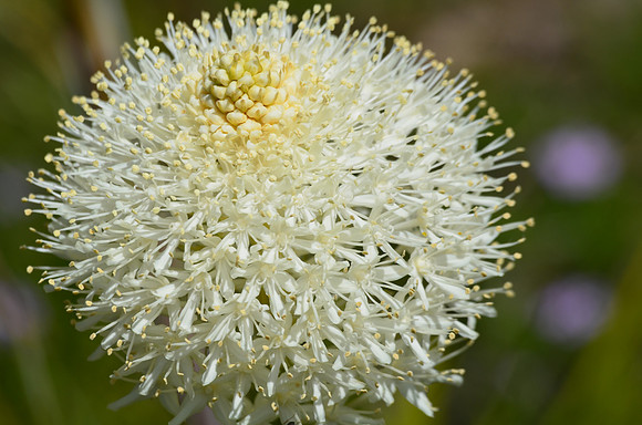 Beargrass 7-8-13 063