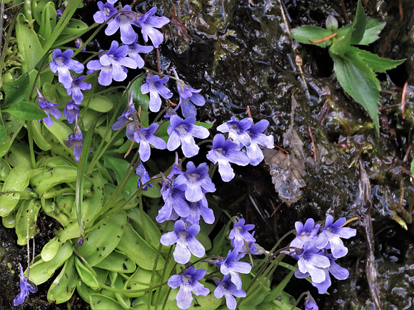 Butterwort