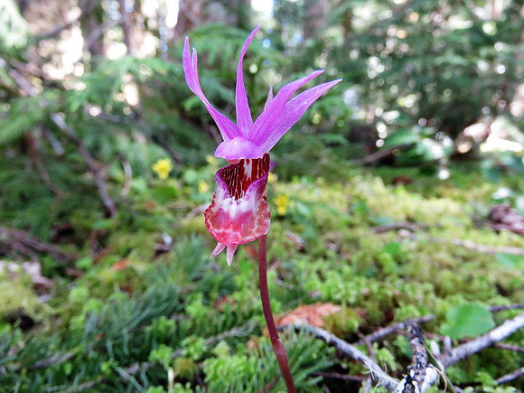 Calypso orchid 238