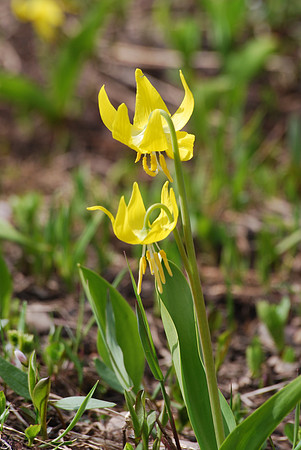 Glacier lily