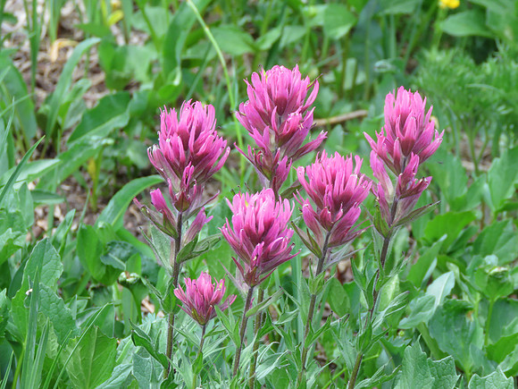 Magenta Paintbrush