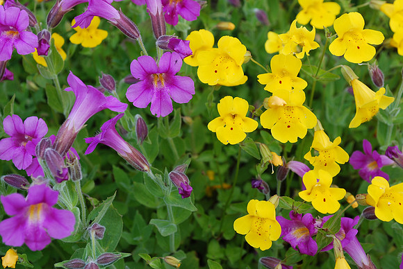 Monkeyflowers