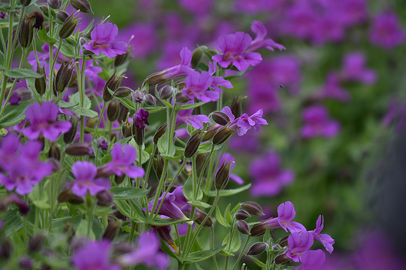 Monkeyflower
