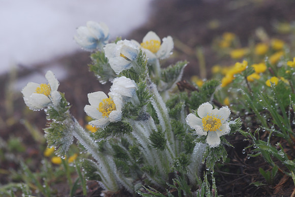 Western Pasque Flower
