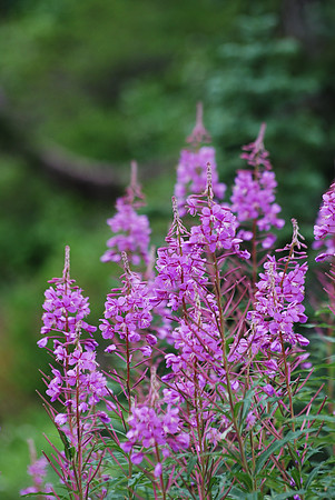 FIREWEED