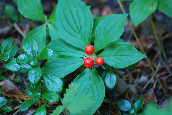 Bunchberry